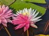 Pink Dream <br> Bi-Color Hardy Waterlily<br> HEAVY BLOOMING <br> THIS SHIPS IN SPRING & SUMMER