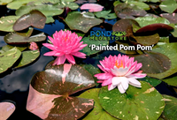 Painted Pom Pom Hardy Water Lily - Pond Megastore