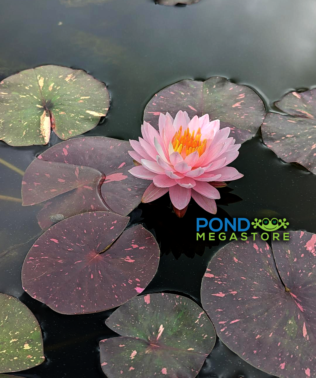 Painted Pom Pom Hardy Water Lily - Pond Megastore