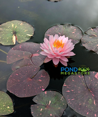 Painted Pom Pom Hardy Water Lily - Pond Megastore