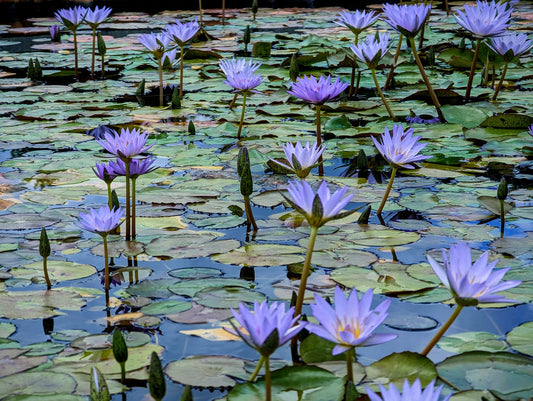 Pamela Annual Water Lily