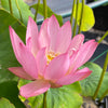 Pee Bee Pink Lotus  <br> Small, sweet-pink lotus!