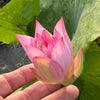 Pee Bee Pink Lotus  <br> Small, sweet-pink lotus!