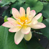Perry's Super Star Lotus  <br>  Tall /  A real crowd pleaser!