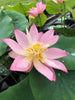 Pink Bowl Lotus (Fen Wanlian)  <br>  Cheerful and charming!