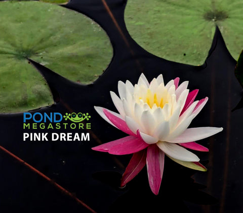 Pink Dream <br> Bi-Color Hardy Waterlily<br> HEAVY BLOOMING