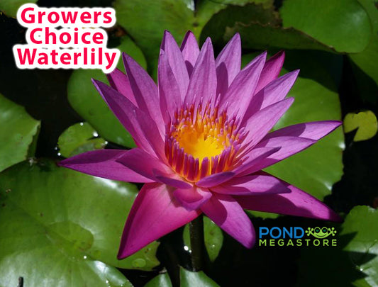 Grower Choice Pink Waterlily - Pond Megastore