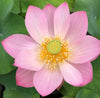Pink Parfait Lotus  <br> Sweet-Pink blooms!