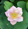 Pink Parfait Lotus  <br> Sweet-Pink blooms!