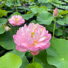Pink Tower Lotus  <br>  Superb flowers