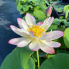 Pink and Gold Lotus  <br> Whimsical. Dainty flowers!