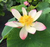 Pink and Gold Lotus  <br> Whimsical. Dainty flowers!