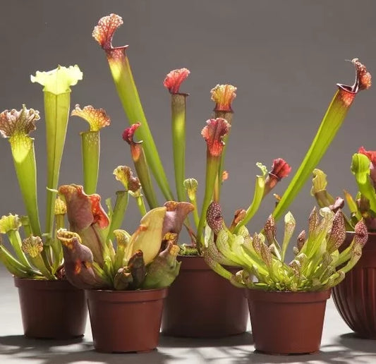 Pitcher Plants, Carniverous (Sarracenia) - Pond Megastore