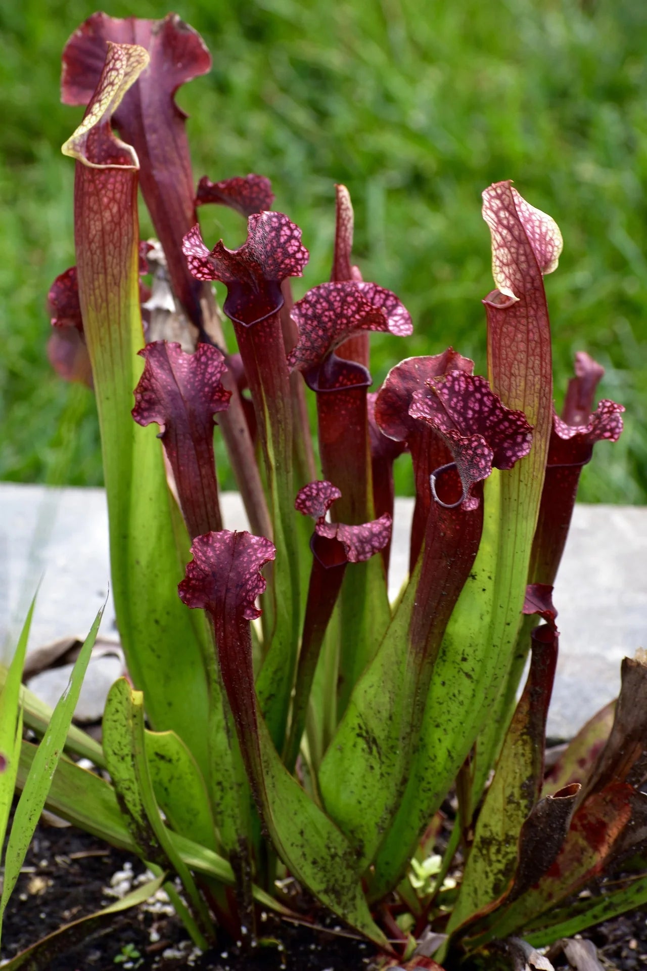 Pitcher Plants, Carniverous (Sarracenia) - Pond Megastore