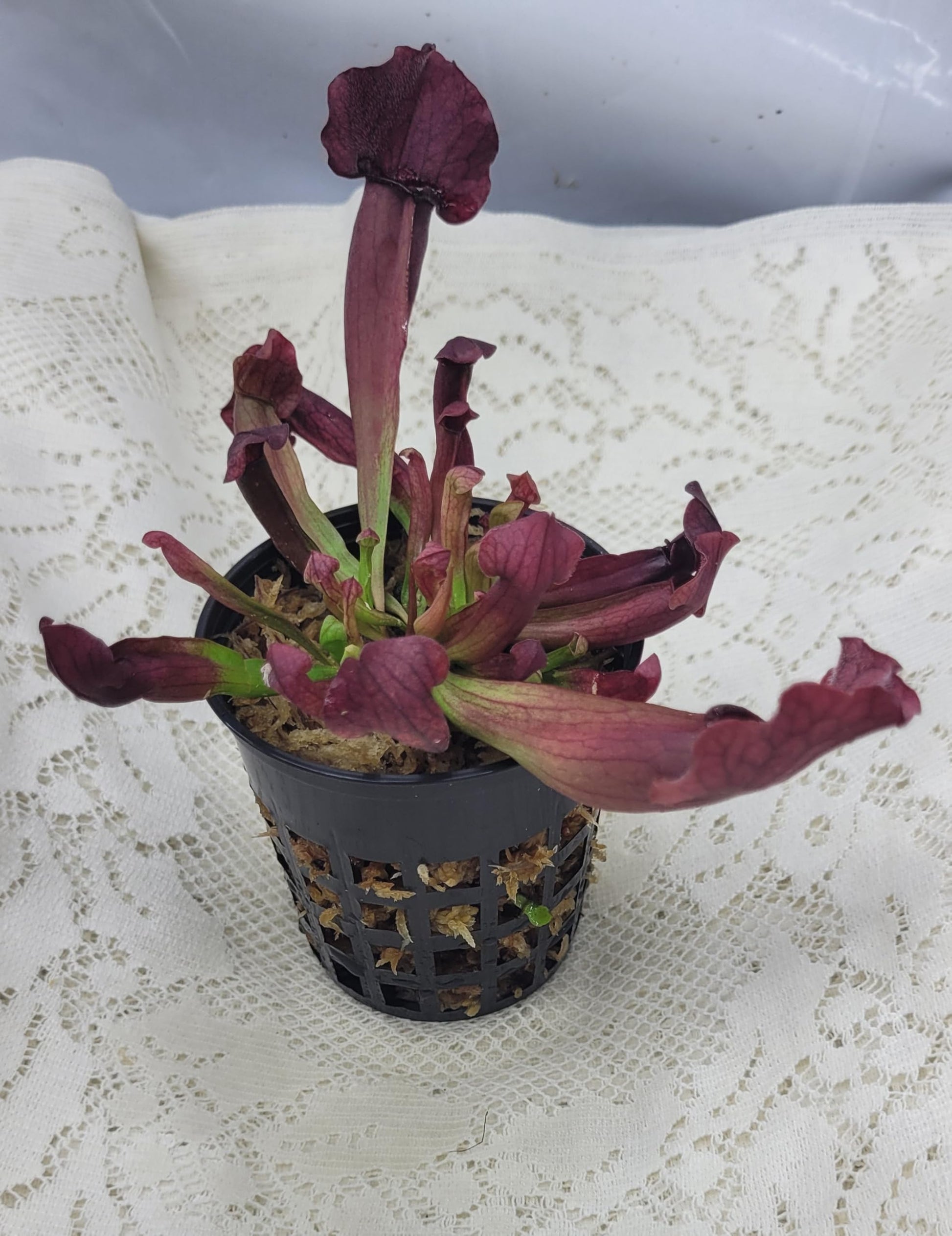 plant pots for carnivorous plants Pitcher Plants, Carniverous (Sarracenia) – Pond Megastore