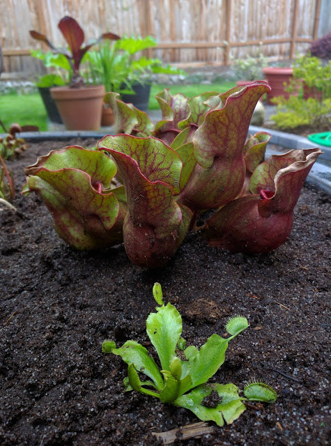 Pitcher Plants, Carniverous (Sarracenia) - Pond Megastore