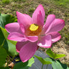 The President Lotus  <br>  Stately, red, single-petal blooms!
