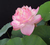 Princess Ellen Lotus<br>Pink blooms fit for a princess!
