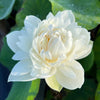 Pure Girl Lotus<br> Exceptionally enchanting white flowers!