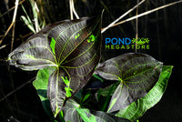 Silk Stockings/Purple Arrowhead (Sagittaria a) NEW! - Pond Megastore