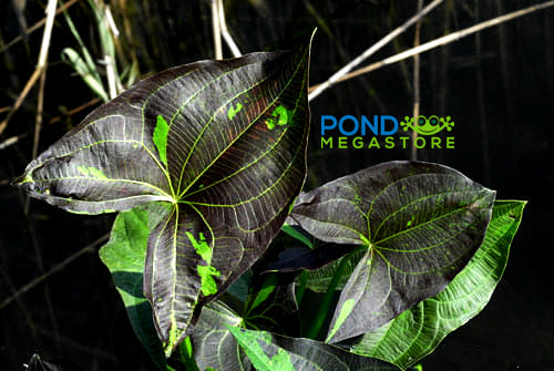Silk Stockings/Purple Arrowhead (Sagittaria a) NEW! - Pond Megastore