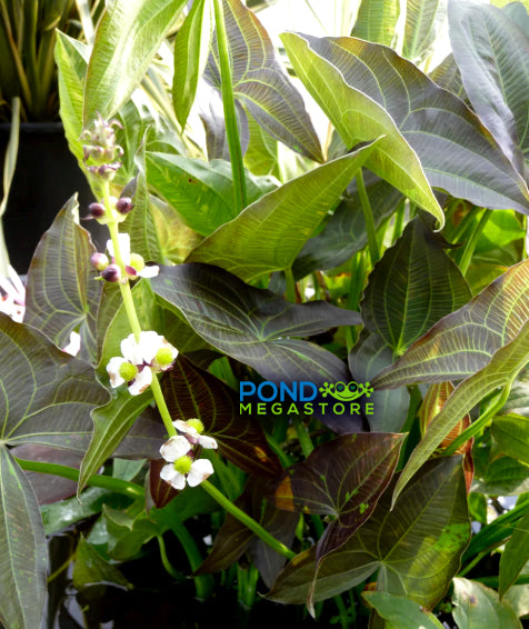 Silk Stockings/Purple Arrowhead (Sagittaria a) NEW! - Pond Megastore