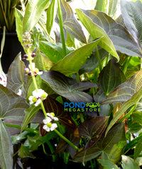 Silk Stockings/Purple Arrowhead (Sagittaria a) NEW! - Pond Megastore
