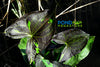 Purple Arrowhead (Sagittaria a) NEW!