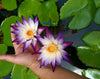 Purple Joy Water Lily! Incredible, a favorite!