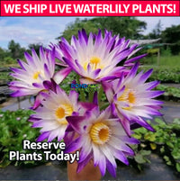 Purple Joy Water Lily! Incredible, a favorite! - Pond Megastore