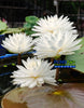 Puttakuhn White Hardy Water Lily Great