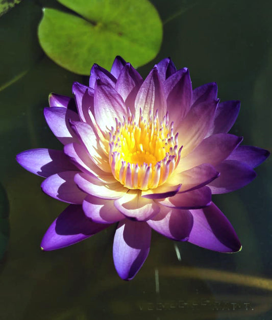 Rassameechan Annual Water Lily - Pond Megastore