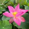 Red At Sunset Lotus<br>Eye-catching red blooms on this petite lotus!