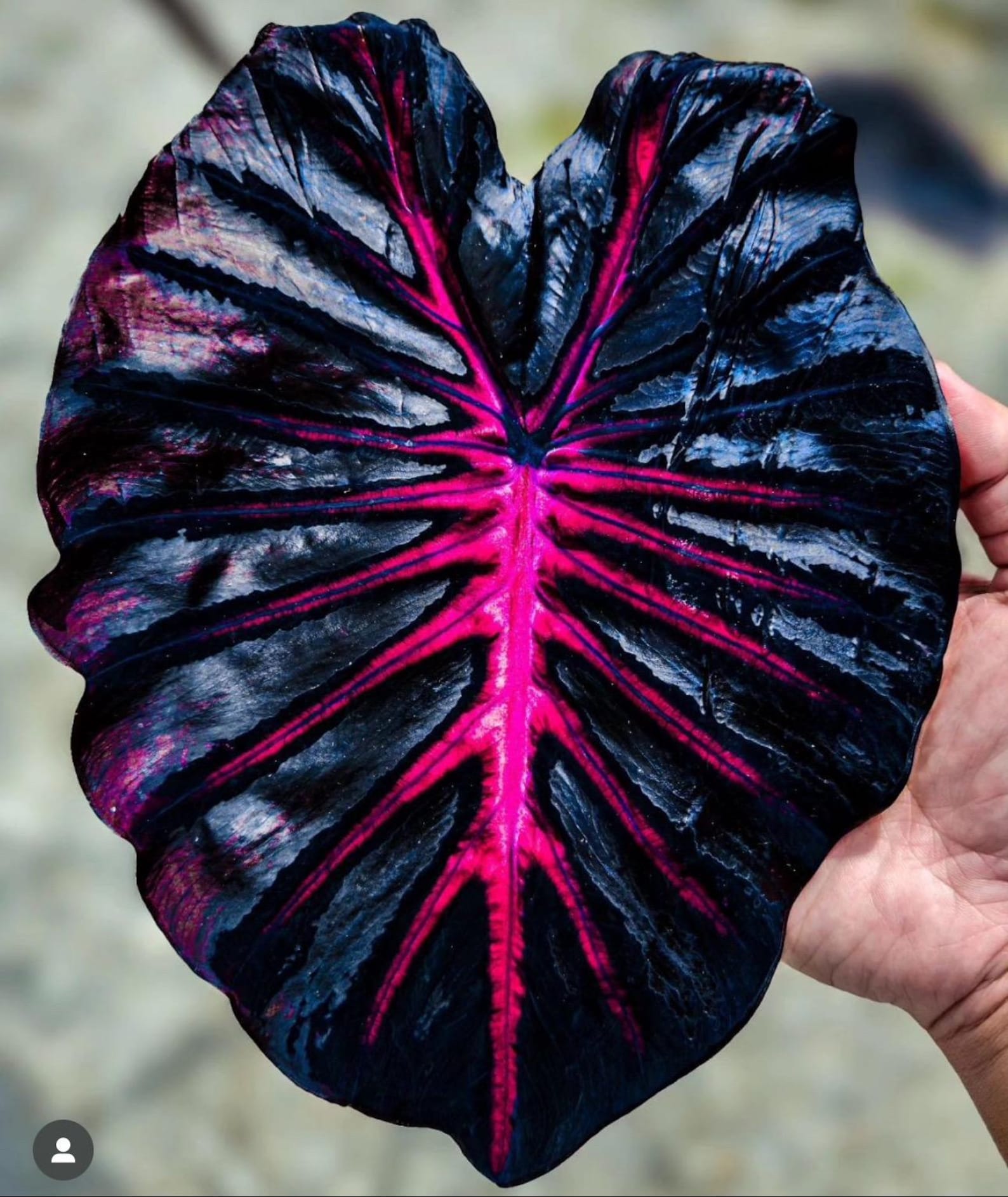 elephant ears plant growing in a pond painting INFERNO - New Taro