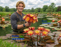 Ring of Fire New Hardy Water Lily! - Pond Megastore