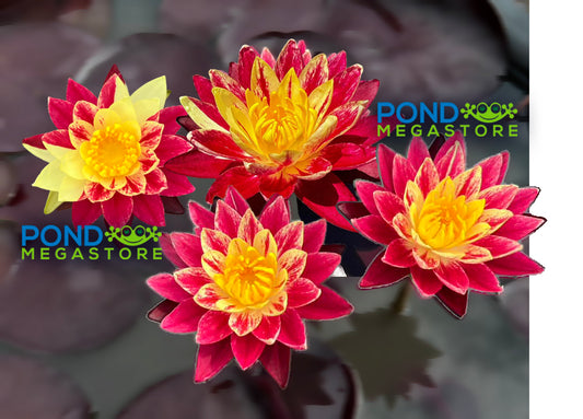 Ring of Fire New Hardy Water Lily! - Pond Megastore