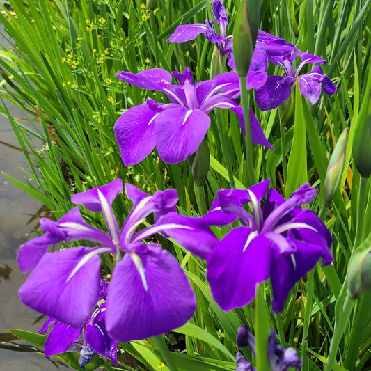 Royal Cartwheel Iris (Iris laevigata 'Royal Cartwheel') – Hardy Blue & White Water Iris for Ponds