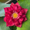 Rubies and Pearls Lotus <br> Tall Lotus-Brilliant Red!