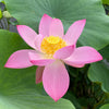 Ruby Slipper Lotus  <br>  Stunning single-petal blooms!