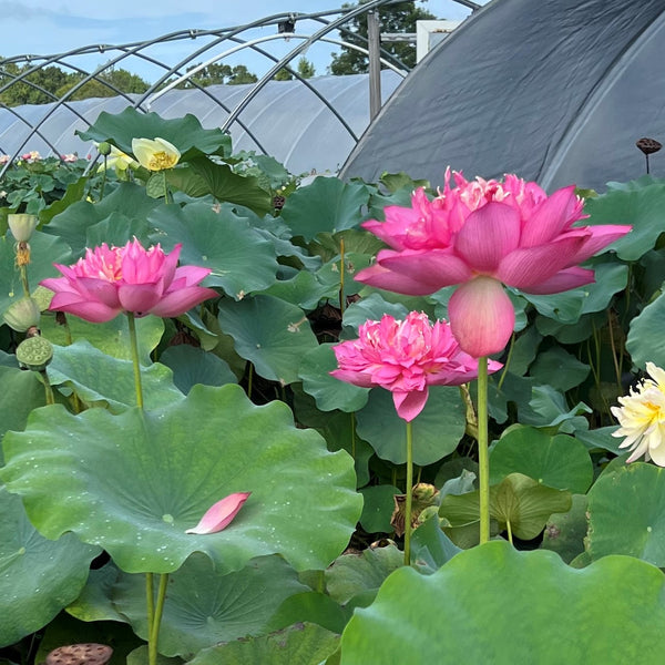 Ruijin Lotus <br>  Tall - Enticing flowers on this lotus!