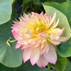 Shicheng Jinxiu Lotus