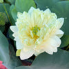 Snow Loving Lotus (Xue Ning)  <br>  Regal, white flowers!