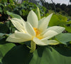 Shirokunshi Tulip Lotus<br> Large, Edible tubers!