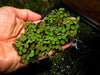 Salvinia Minima, Water Spangles <br> Large 1/4 lb portions! <br>