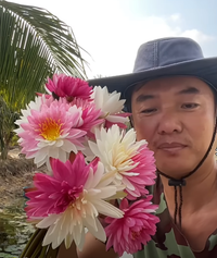 Jakkaphong Hardy Water Lily - Pond Megastore