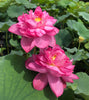 Red River Lotus   <br>   Lush, full blooms!