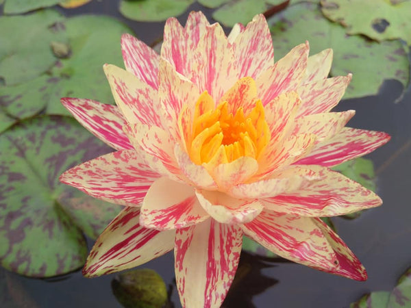 Siam Fantasy - NEW! <br> Winter Hardy Waterlily <br> THIS SHIPS IN SPRING & SUMMER