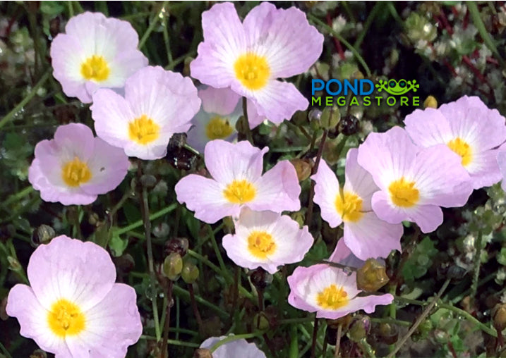 Pink Cups (NEW), Low growing Bog Plants - Pond Megastore