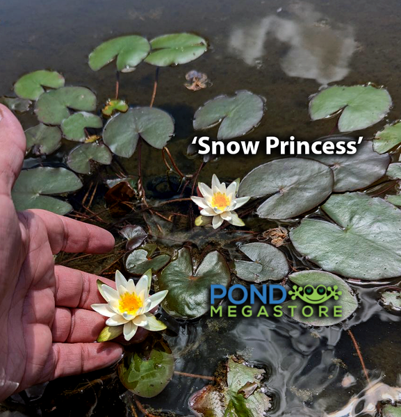 Snow Princess, Micro Hardy Waterlily