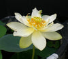 Star Of Green Bowl Lotus  <br>Heavy Bloomer! Early Bloomer!